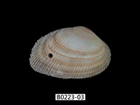 藏品(紫晃蛤)的圖片